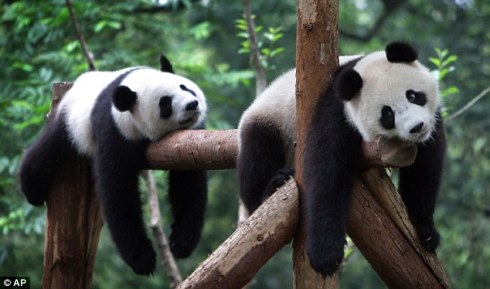 This is pretty much how I feel the day after a congress! (just not as cute)